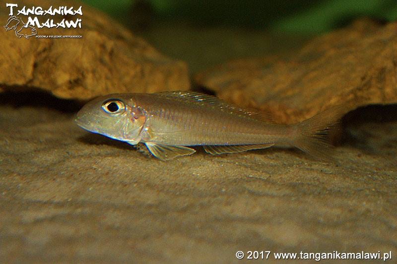 Xenotilapia ochrogenys 'Kigoma'